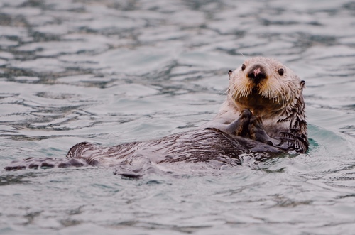 Sea Otter