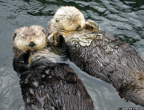 Sea Otter