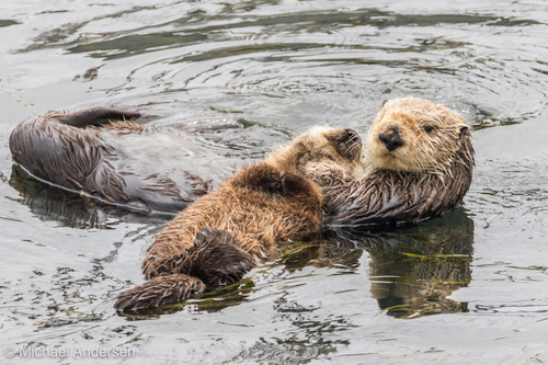 Sea Otter