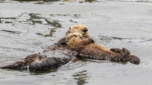 Sea Otter