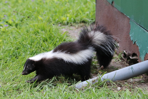 Striped Skunk