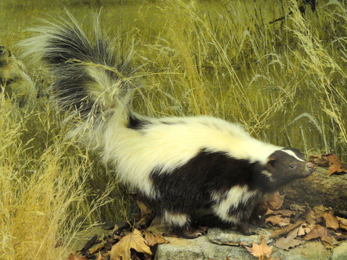 Striped Skunk