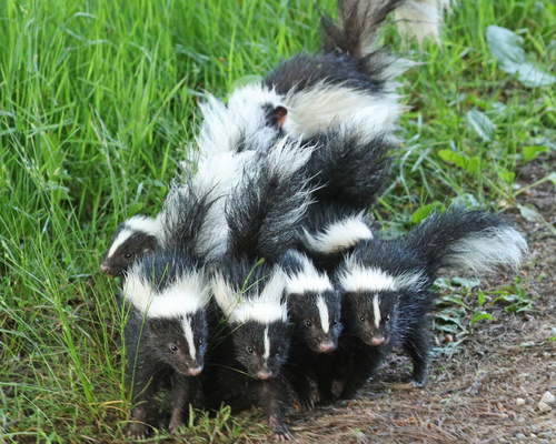 Striped Skunk
