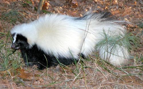 Striped Skunk