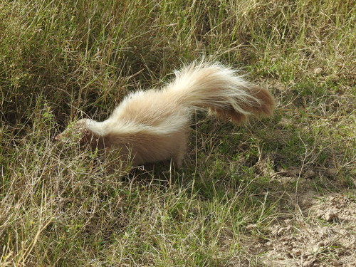 Striped Skunk