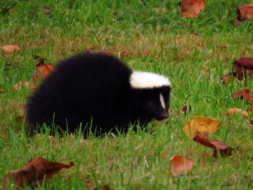 Striped Skunk