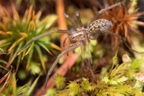 Eratigena
