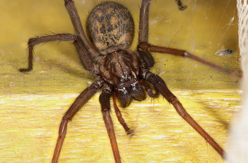 Eratigena