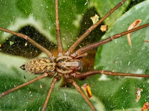 Eratigena