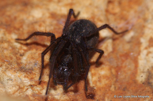 Eratigena