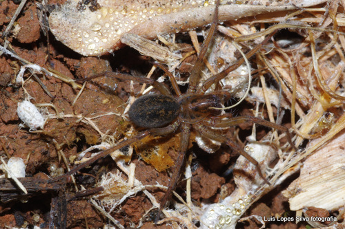 Eratigena
