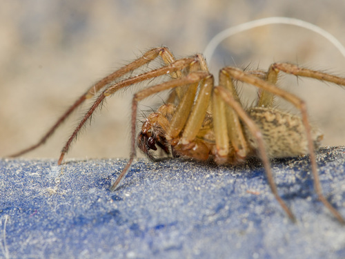 Eratigena