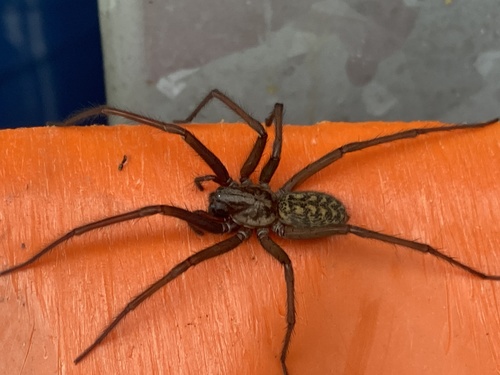 Eratigena