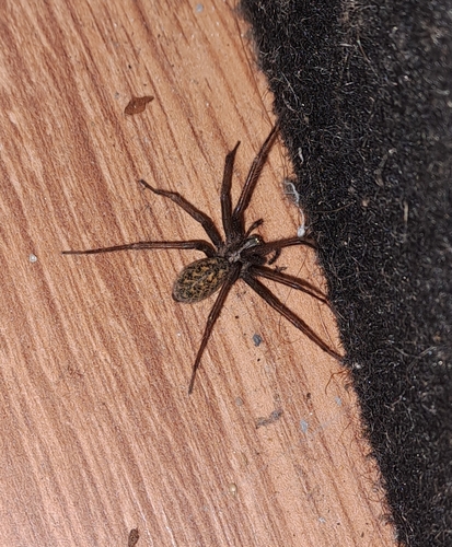 Eratigena