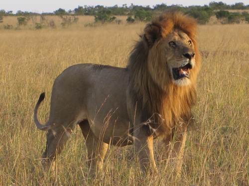 Lion
