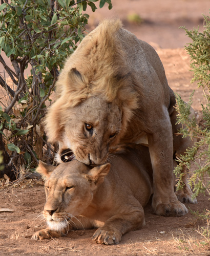 Lion