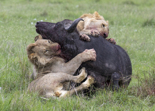 Lion