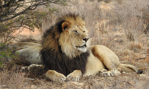 Lion