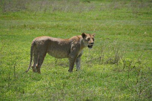 Lion