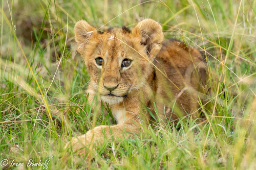 Lion