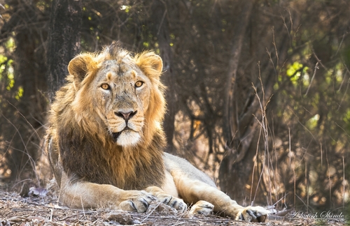 Lion