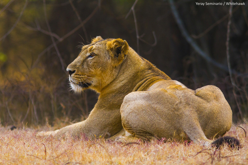 Lion