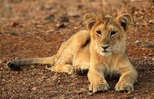 Lion