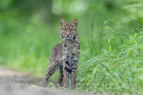 Bobcat