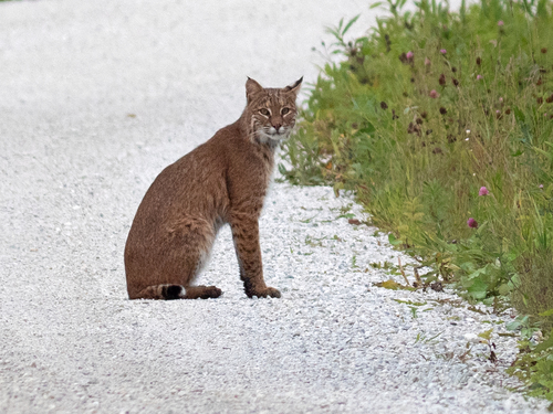 Bobcat