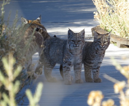 Bobcat