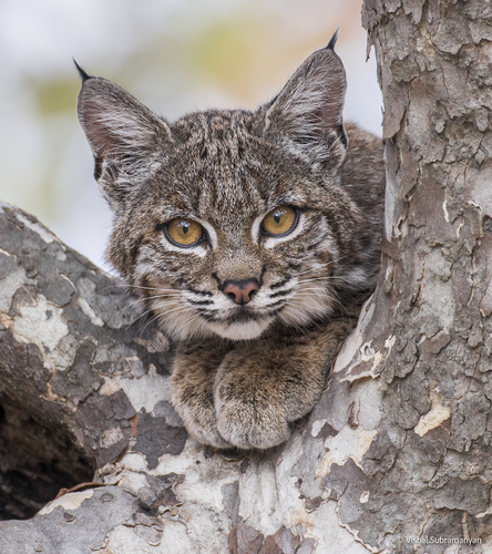 Bobcat