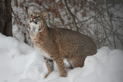 Bobcat