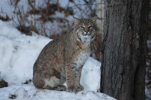 Bobcat