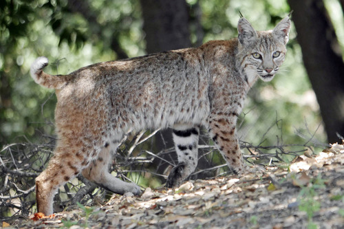 Bobcat