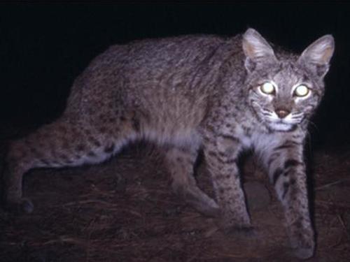 Bobcat