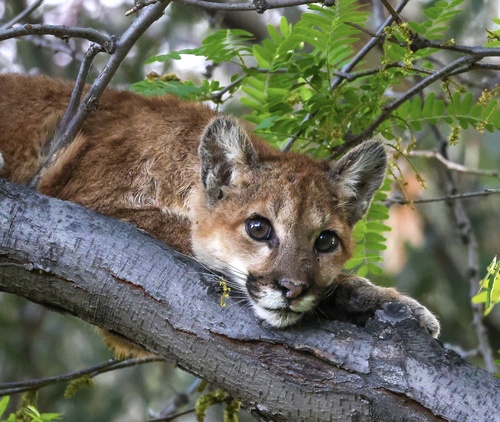Mountain Lion
