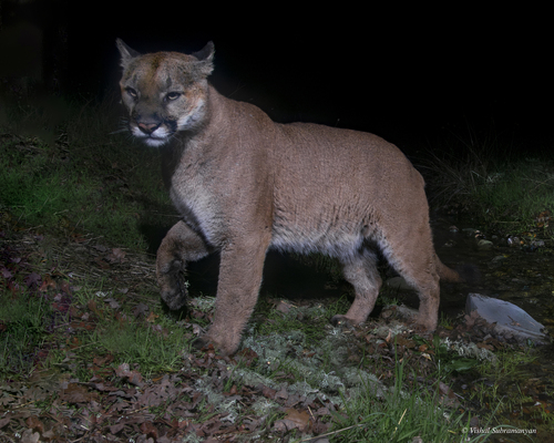 Mountain Lion