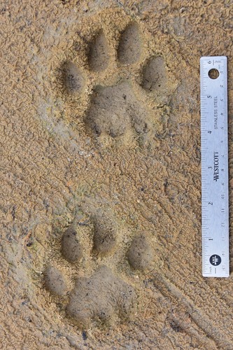 Mountain Lion