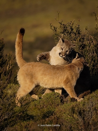 Mountain Lion