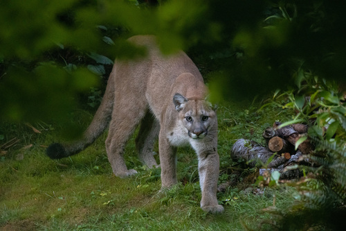 Mountain Lion
