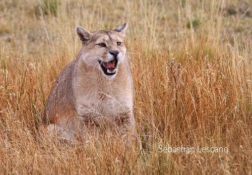 Mountain Lion