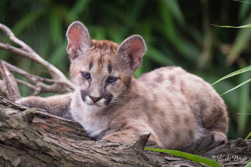 Mountain Lion