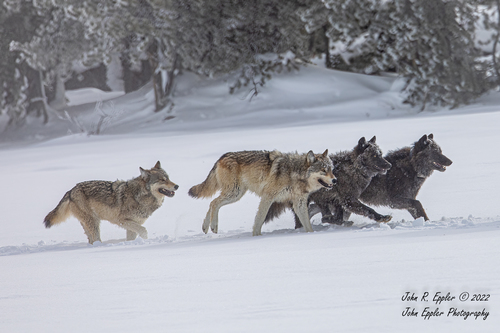 Gray Wolf