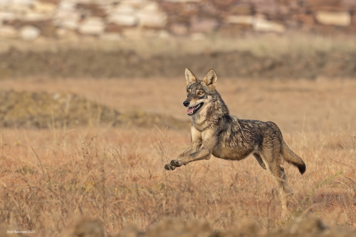 Gray Wolf