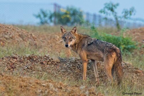 Gray Wolf