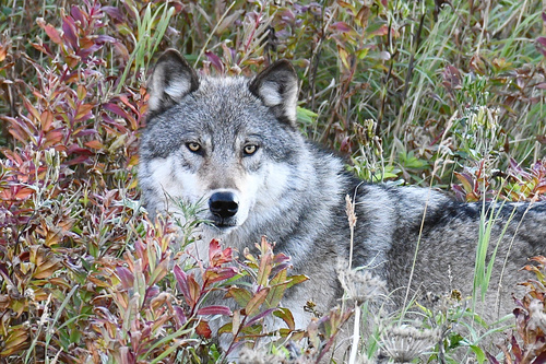 Gray Wolf