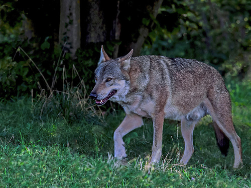 Gray Wolf