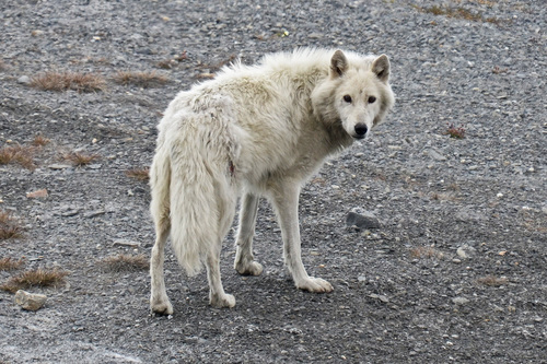 Gray Wolf