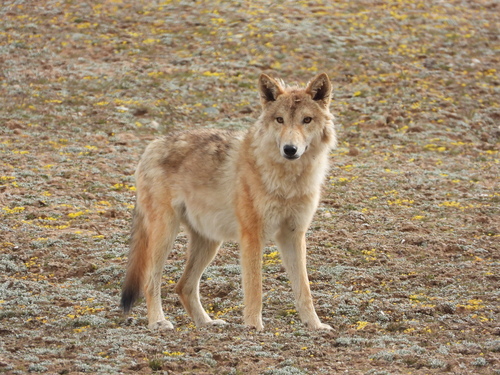 Gray Wolf