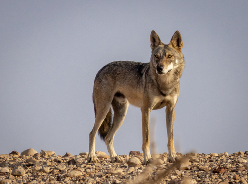 Gray Wolf